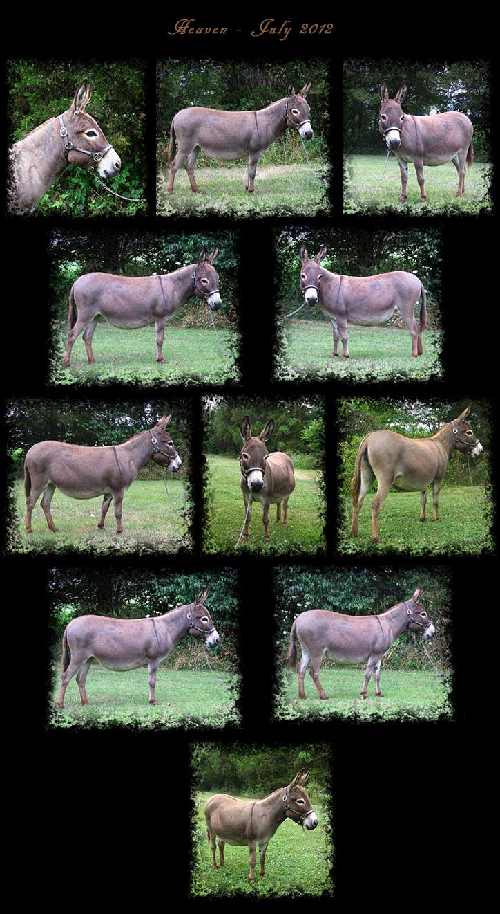 Critter Haven Farm Miniature Donkeys